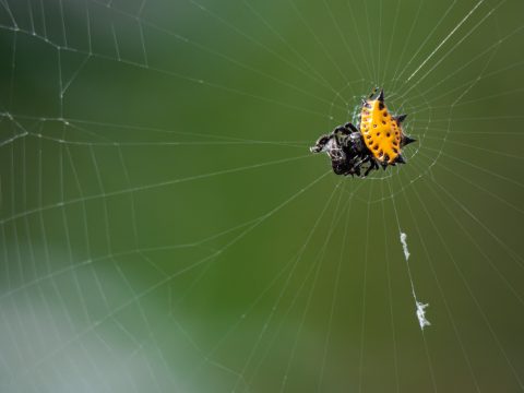 Costa Rica